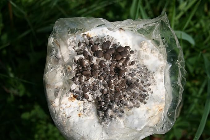 Root Mushroom Farm— Blue Oyster Mushroom Grow kit/ 3.2 pounds Log/Multiple flushes/Everything Included