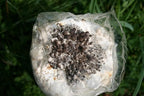 Root Mushroom Farm— Blue Oyster Mushroom Grow kit/ 3.2 pounds Log/Multiple flushes/Everything Included