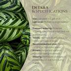 Calathea Collection (4 Pack) Live Plants - Prayer Plants, Air Purifying Plant Indoor, Easy Plants Live Houseplants, Perfect for Home, Room, or Office Decor, Real Plants Indoor/Outdoor