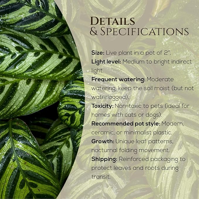 Calathea Collection (4 Pack) Live Plants - Prayer Plants, Air Purifying Plant Indoor, Easy Plants Live Houseplants, Perfect for Home, Room, or Office Decor, Real Plants Indoor/Outdoor