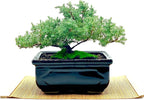 Live Dwarf Juniper Bonsai Tree | Indoor/Outdoor | 100% Handcrafted| Home and Office Décor | Best Gift for Holiday (MM)