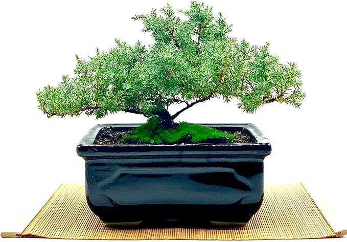 Live Dwarf Juniper Bonsai Tree | Indoor/Outdoor | 100% Handcrafted| Home and Office Décor | Best Gift for Holiday (MM)