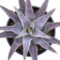 Mangave 'Purple People Eater' (1.5" Plug) - Live Succulent Plant, Agave Like Rosette, Colorful Desert Plants for Home Garden Decor, Beginner-Friendly Live Plants