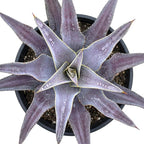 Mangave 'Purple People Eater' (1.5" Plug) - Live Succulent Plant, Agave Like Rosette, Colorful Desert Plants for Home Garden Decor, Beginner-Friendly Live Plants