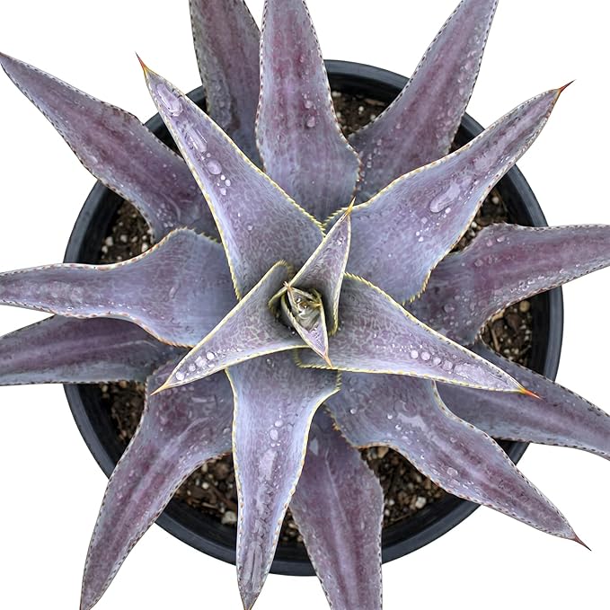 Mangave 'Purple People Eater' (1.5" Plug) - Live Succulent Plant, Agave Like Rosette, Colorful Desert Plants for Home Garden Decor, Beginner-Friendly Live Plants