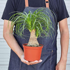 Palm Ponytail Live Plant for Indoor | Different Houseplants in 4'' & 6'' Pot | Real House Plant for Living Room, Office, Desk & Bathroom | Beaucarnea recurvata | Ponytail Palm