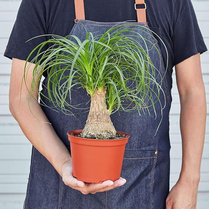 Palm Ponytail Live Plant for Indoor | Different Houseplants in 4'' & 6'' Pot | Real House Plant for Living Room, Office, Desk & Bathroom | Beaucarnea recurvata | Ponytail Palm