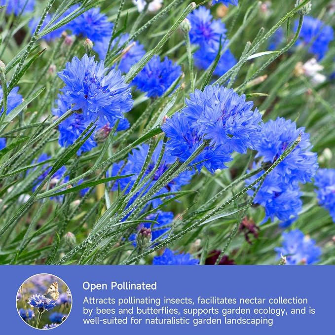 Groundio 6000+ Bachelor Button Seeds Tall Blue, Non-GMO Heirloom Cornflower Seeds, Stunning Blue Wildflower Seeds Easy to Grow, Perfect for Wildflower & Pollinator Gardens (Centaurea cyanus)