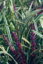Liriope Variegated in 3.25" Pots, 18 Pack