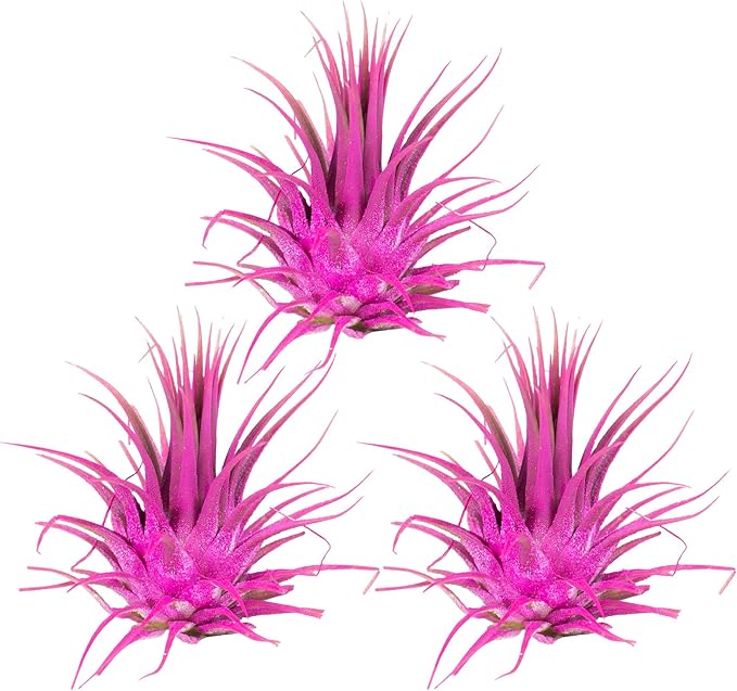 Air Plants - Tillandsia Ionantha - Organically Enhanced Color - Live Arrival Guaranteed - House Plants for Home Decor & Gift (3pk Rose Pink + White Barrels)