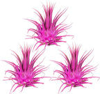 Air Plants - Tillandsia Ionantha - Organically Enhanced Color - Live Arrival Guaranteed - House Plants for Home Decor & Gift (Rose Pink 3pk)
