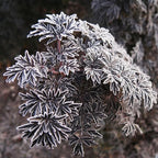 Proven Winners Laced Up Elderberry (Sambucus nigra) Live Plant, 4.5" Qt