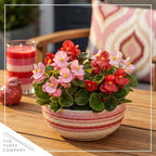 Live Begonia - Green Leaf Ambassador Assorted (4 Per Pack), Beautiful Shade Annual, Ships 8" Tall by 4" Wide in 1 Pt Pot