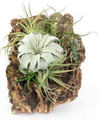 Large Natural Cork Bark DIY Kit with Five Assorted Air Plants, Glue and Hook - Live Tillandsia Succulent House Plant - Wholesale and Bulk - Easy Care Indoor and Outdoor Plants