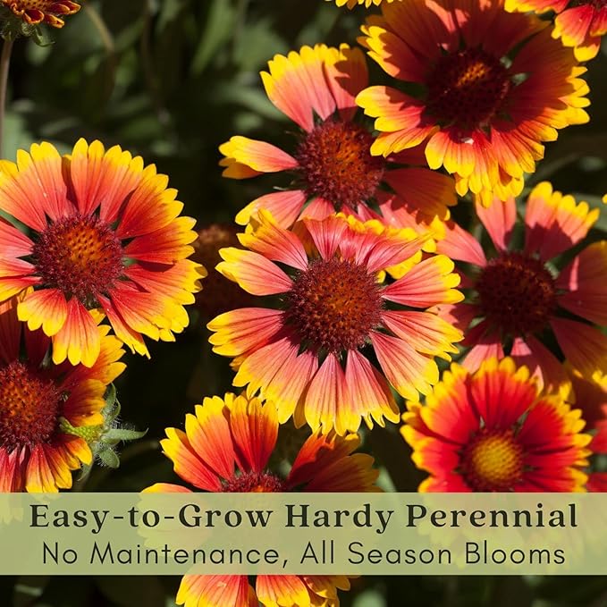 Clovers Garden Blanket Flower (Gaillardia) Arizona Sun Plants – Two (2) Live Plants – Non-GMO - Not Seeds - Each 4" to 8" Tall – in 4" Inch Pots – Hardy Flowering Perennial, Pollinator Favorite
