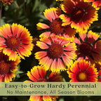 Clovers Garden Blanket Flower (Gaillardia) Arizona Sun Plants – Two (2) Live Plants – Non-GMO - Not Seeds - Each 4" to 8" Tall – in 4" Inch Pots – Hardy Flowering Perennial, Pollinator Favorite