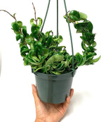6" Hoya Compacta aka Hoya Hindu Rope in Hanging Pot Live Hoya Plant Air-Purifying Plant(Hoya Compacta, 6" Hanging Pot with Multiple Plants, Very Short Right Now)