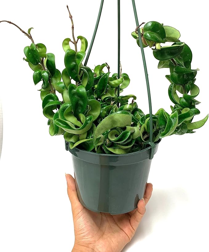 Hoya Compacta aka Hoya Hindu Rope Available in Large 6" Hanging Pot - Live Hoya Plant Air-Purifying Vine (XXL 6" Hanging Pot, Vines 1-3ft Long)