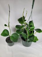 Hoya Kerrii with Heartshape Leaves Live Hoya Plant Great Gift for Mothers and Loved Ones Sweetheart Hoya Live Plant (Hoya Kerrii in 4" Pot, 4-6 Leaves Plant)