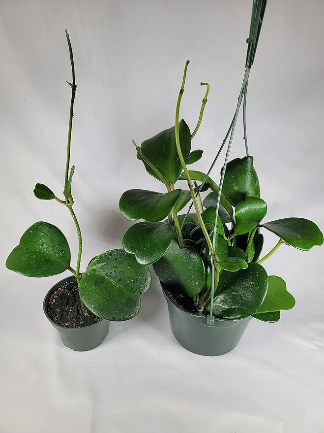 Hoya Kerrii with Heartshape Leaves Live Hoya Plant Great Gift for Mothers and Loved Ones Sweetheart Hoya Live Plant (Hoya Kerrii in 6" Hanging Pot, Multiple Plants with Many Leaves)