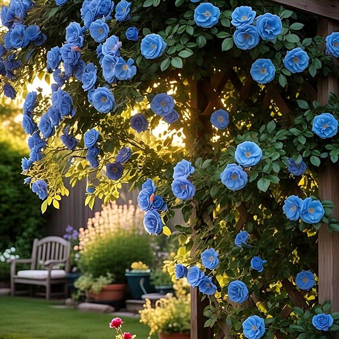 300+ Climbing Rose Seeds for Planting - Rare Climbing Rose Rosa Bush Vine Non-GMO Heirloom Climbing Flowers Seeds Outdoor Indoor Garden