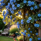 300+ Climbing Rose Seeds for Planting - Rare Climbing Rose Rosa Bush Vine Non-GMO Heirloom Climbing Flowers Seeds Outdoor Indoor Garden