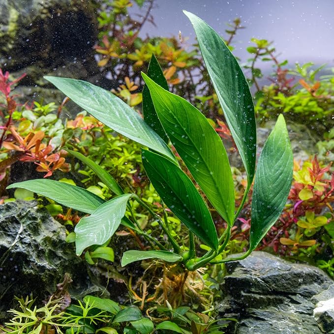 SubstrateSource Anubias Live Aquarium Plants - Potted Freshwater Plant for Fish Tanks, Terrariums - Beginner Friendly Low Light (Glabra, 1 Pot)
