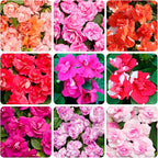 500+Impatiens Mixed Seeds for Planting Outdoor-Perennial Impatiens Balsamina Plants Ornamental Garden Potted Bonsai Indoor
