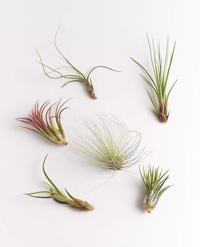 Shop Succulents Bromeliad Collection Hand Selected Variety of Tillandsia Ionantha, Purifying Live Indoor Air Plants