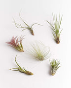 Shop Succulents Bromeliad Collection Hand Selected Variety of Tillandsia Ionantha, Purifying Live Indoor Air Plants
