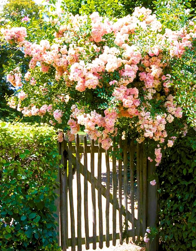 Pink New Dawn Climbing Rose Live Plant, Can Grow As Rose Bushes Shrubs, Fragrant Ready to Plant, Starter Size, 5 to 10 Inc Tall, Dormant in Winter