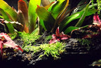 Josh's Frogs Bromeliad Bundle (5 Plants)