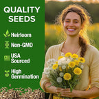 HOME GROWN Dandelion Seeds for Planting 600 Heirloom Medicinal Herb Seeds (~0.3g) Non GMO Grow Edible Leaves and Flowers for Remedies or Wildlife (Taraxacum officinale)