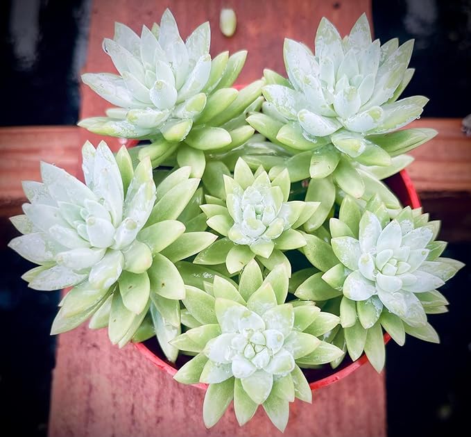 Blue Burrito Succulent Live Healthy Sedeveria Houseplant - Succulents Plants Live - Fully Rooted in 4 inch Plant Pot - Indoor Rosette Succulants for Home and Office Decor