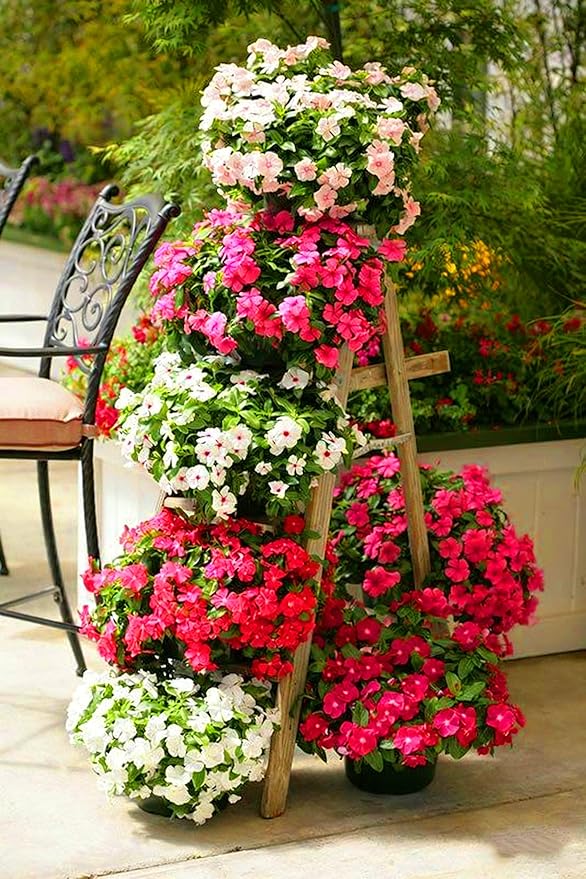 Madagascar Periwinkle Seeds for Planting, 50pcs Perennial Periwinkle Flower Seeds, Non-GMO Heirloom Rare Beauty Home Garden Blooming Flowers Plants for Outdoors Indoors