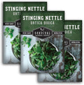 Stinging Nettle Seeds for Planting - Urtica Dioica Medicinal Herb & Edible Perennial - Common Nettle for Tea, Cooking & Wellness - Heirloom Non-GMO - Survival Garden Seeds (3 Packs)
