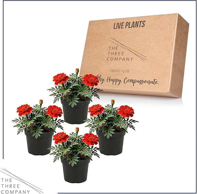 Live Flowering Marigold - Durango Red (4 Per Pack), Beautiful Spring Color, 8" Tall by 4" Wide in 1 Pt Pot