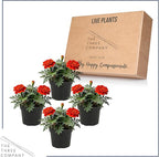 Live Flowering Marigold - Durango Red (4 Per Pack), Beautiful Spring Color, 8" Tall by 4" Wide in 1 Pt Pot