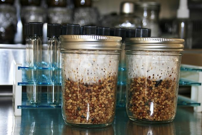 Root Mushroom Farm- Mushroom Liquid Cultures/Brown Beech(Hypsizygus tessulatus)
