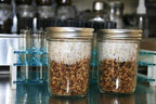Root Mushroom Farm- Mushroom Liquid Cultures/Brown Beech(Hypsizygus tessulatus)