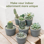 Pulovin 2.5LB Succulent and Cactus Pebbles, 1/5 Inch Jade Pebbles for Indoor Plants, Decorative Gravel for Vases, Bamboo, Succulent, Terrarium, Crafts, Cactus