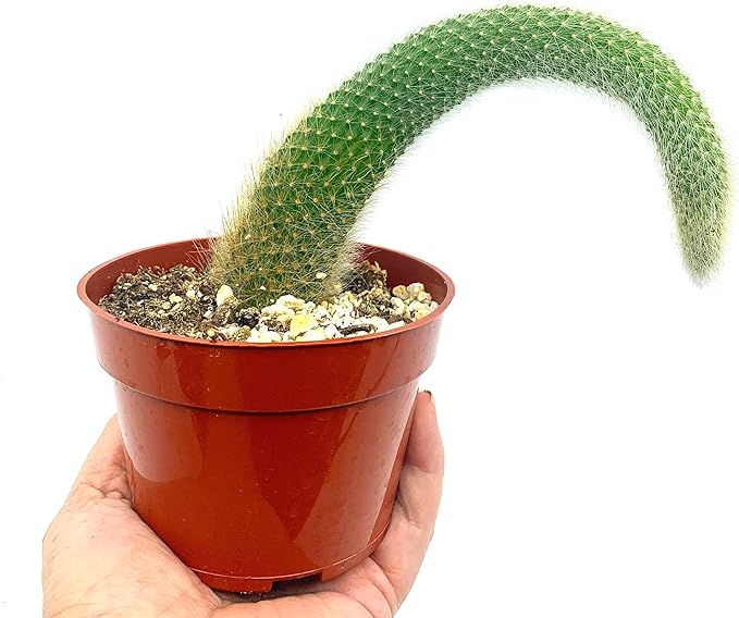 4” Monkey Tail Cactus-(Cleistocactus Colademononis) -Easy to Grow Indoors/Outdoors, Indirect Sunlight. Well Drained Soil.