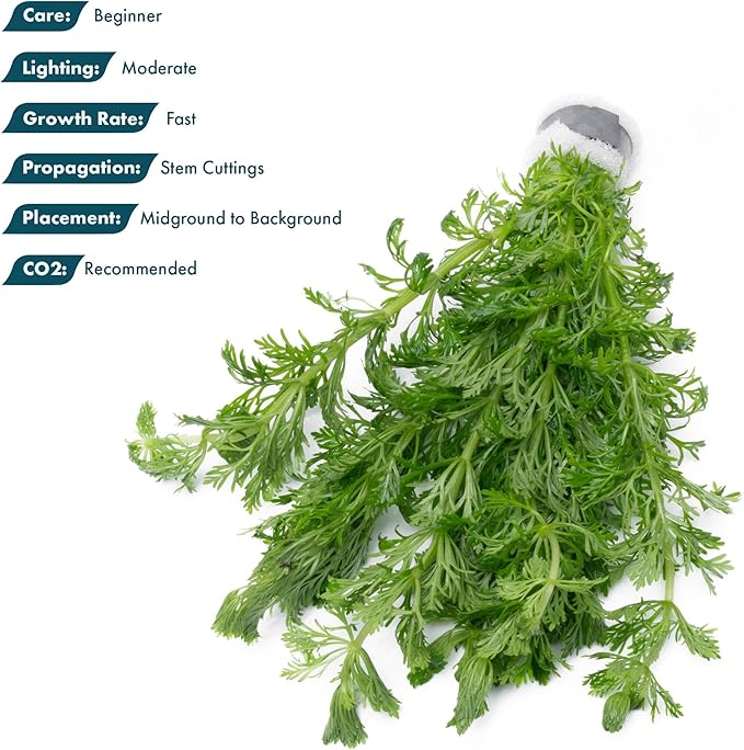 SubstrateSource Live Aquarium Stem Plants - Freshwater Aquatic Plant for Fish Tanks, Aquascaping - (Limnophila Heterophylla, 4 Bunches)