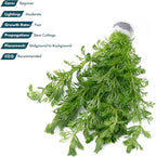 SubstrateSource Live Aquarium Stem Plants - Freshwater Aquatic Plant for Fish Tanks, Aquascaping - (Limnophila Heterophylla, 4 Bunches)