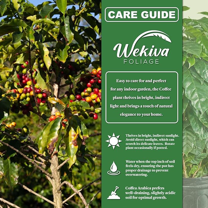 Coffee Plant - 3 Live Starter Plants - Coffea Arabica - Beautiful Easy Care Indoor Houseplant for The Edible Patio and Garden