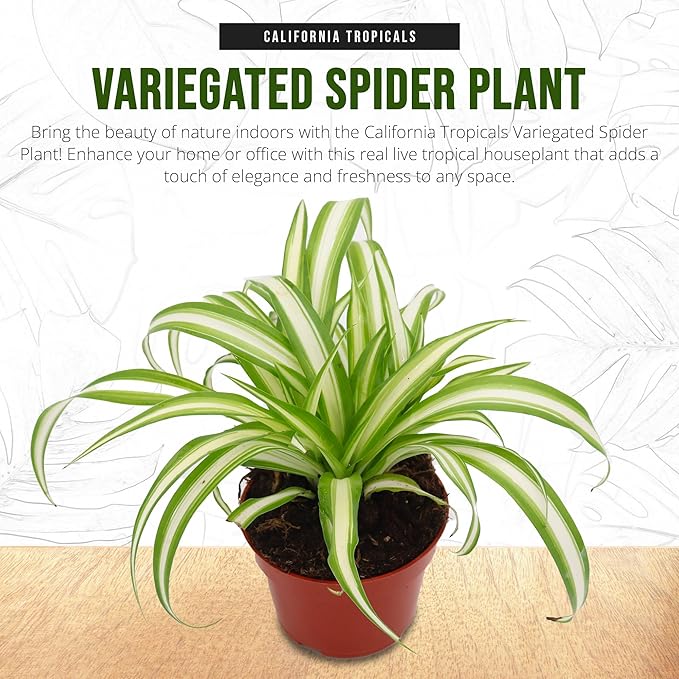California Tropicals Variegated Spider Plant - Real Live Tropical Houseplant, Perfect for Indoor/Outdoor Home and Office Decoration, Easy Care, Perfect for Pots, Baskets or Patio - 4 Inch