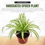 California Tropicals Variegated Spider Plant - Real Live Tropical Houseplant, Perfect for Indoor/Outdoor Home and Office Decoration, Easy Care, Perfect for Pots, Baskets or Patio - 4 Inch