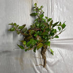 Chalily Joseph's Coat, a Great Live Pond Plant for Your Water Garden. Filters The koi and Goldfish Pond. Good for Bogs, Plant Shelf or Shallow Water This marginal Aquatic is a Real Beauty