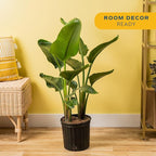 Costa Farms White Bird of Paradise Live Plant in Plastic Pot, Large Indoor Houseplant, Perfect for Home, Room, or Office Decor, Great House Warming or Birthday Gift, 2-3 Feet Tall