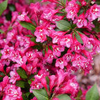 Proven Winners Sonic Bloom Punch Weigela (Florida) Live Plant, 4.5" Qt
